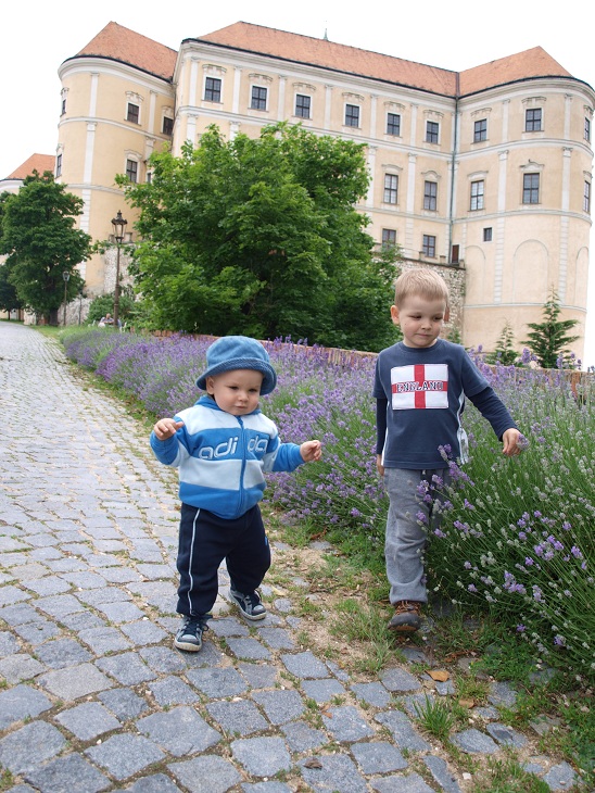 V levanduli.JPG